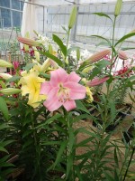 [5565 PO68 Jantine No01.JPG]